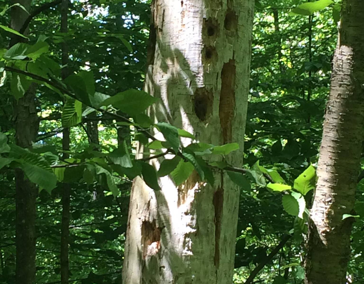 Dead tree trunk, barkless, with deep holes created by pileated woodpecker. Green forest foliage visible in background.