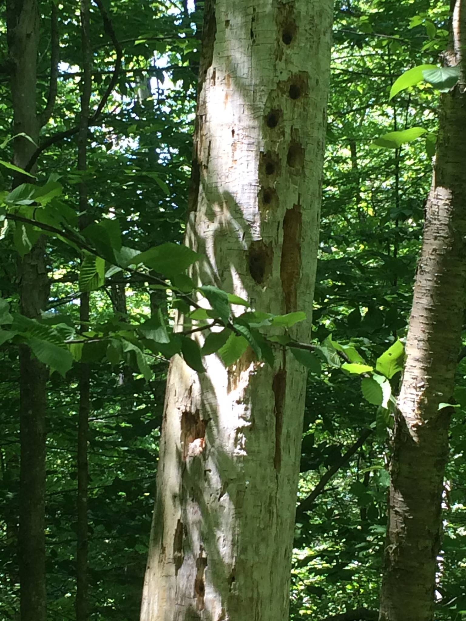 Dead tree trunk, barkless, with deep holes created by pileated woodpecker. Green forest foliage visible in background.