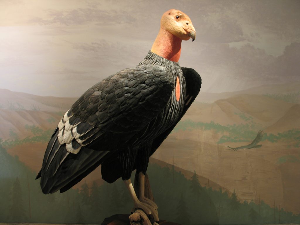Photo shows life-size wood carving of a California Condor (Gymnogyps californianus). The bird has no feathers on its head, but lower neck and body has mostly black feathers. Its lower legs also have no feathers. Behind the bird is a mural showing a landscape of possible California habitat. The carving is by Bob Spear.