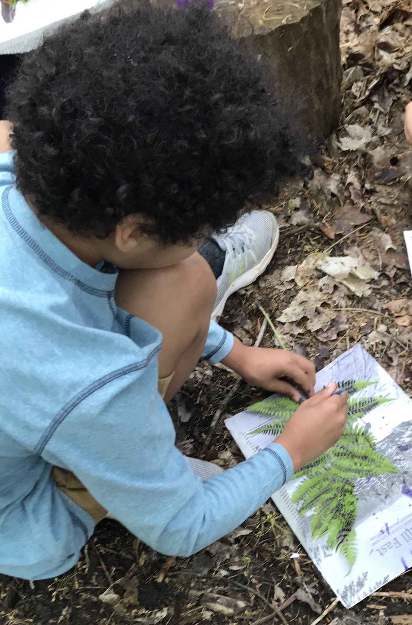 child (seen from back) doing leaf rubbing of fern