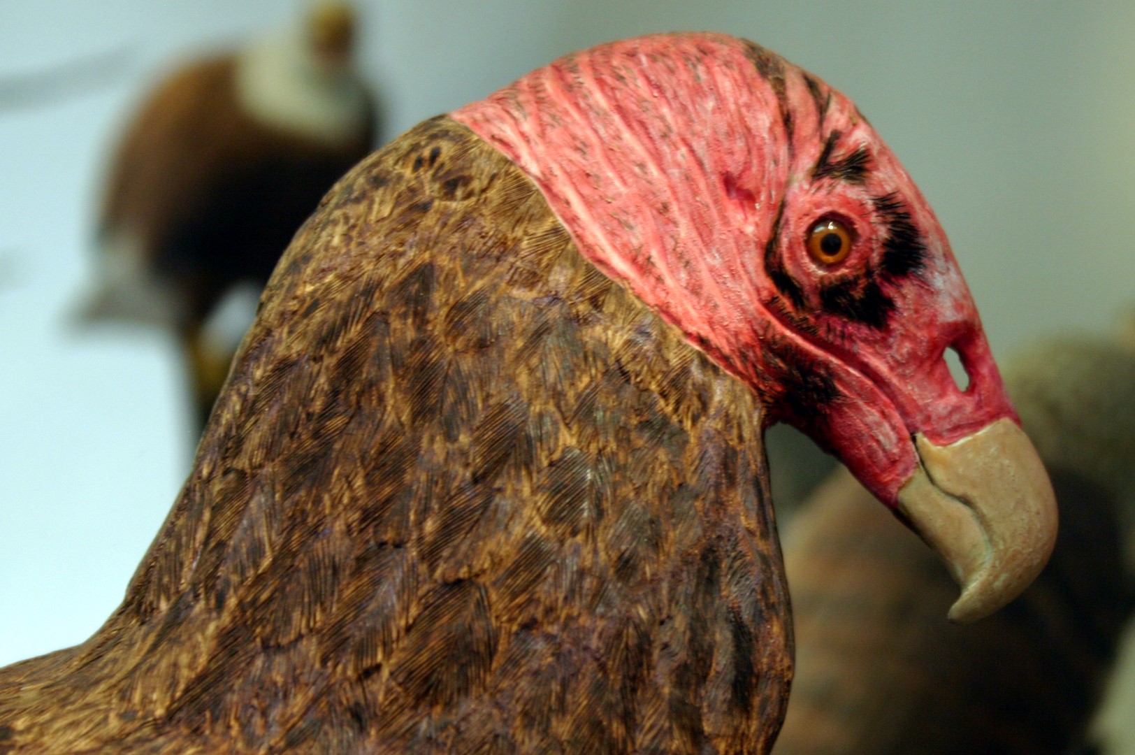 Head and neck of Turkey Vulture (Cathartes aura), a wood carving by Bob Spear (rest of body not visible in photo)