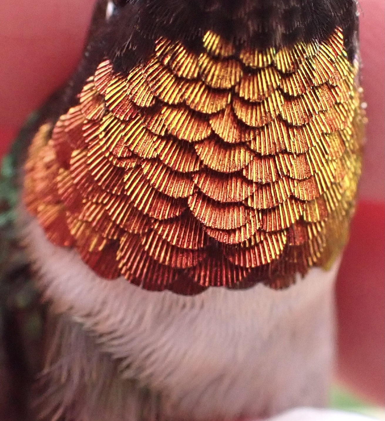 Ruby-throated Hummingbird throat feathers