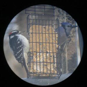 Downy Woodpecker and Blue Jay on a rectangular suet feeder. Photo appears to be a digiscoped image through a binocular lens.