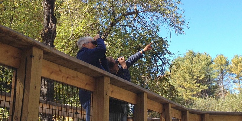 Two people stand on a footbridge looking through binoculars; one is pointing at something out of frame. Trees with spring foliage can be seen behind them.