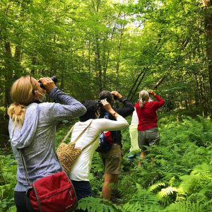 4 people (seen from back) birding with binoculars in a ferny clearing in a spring forest