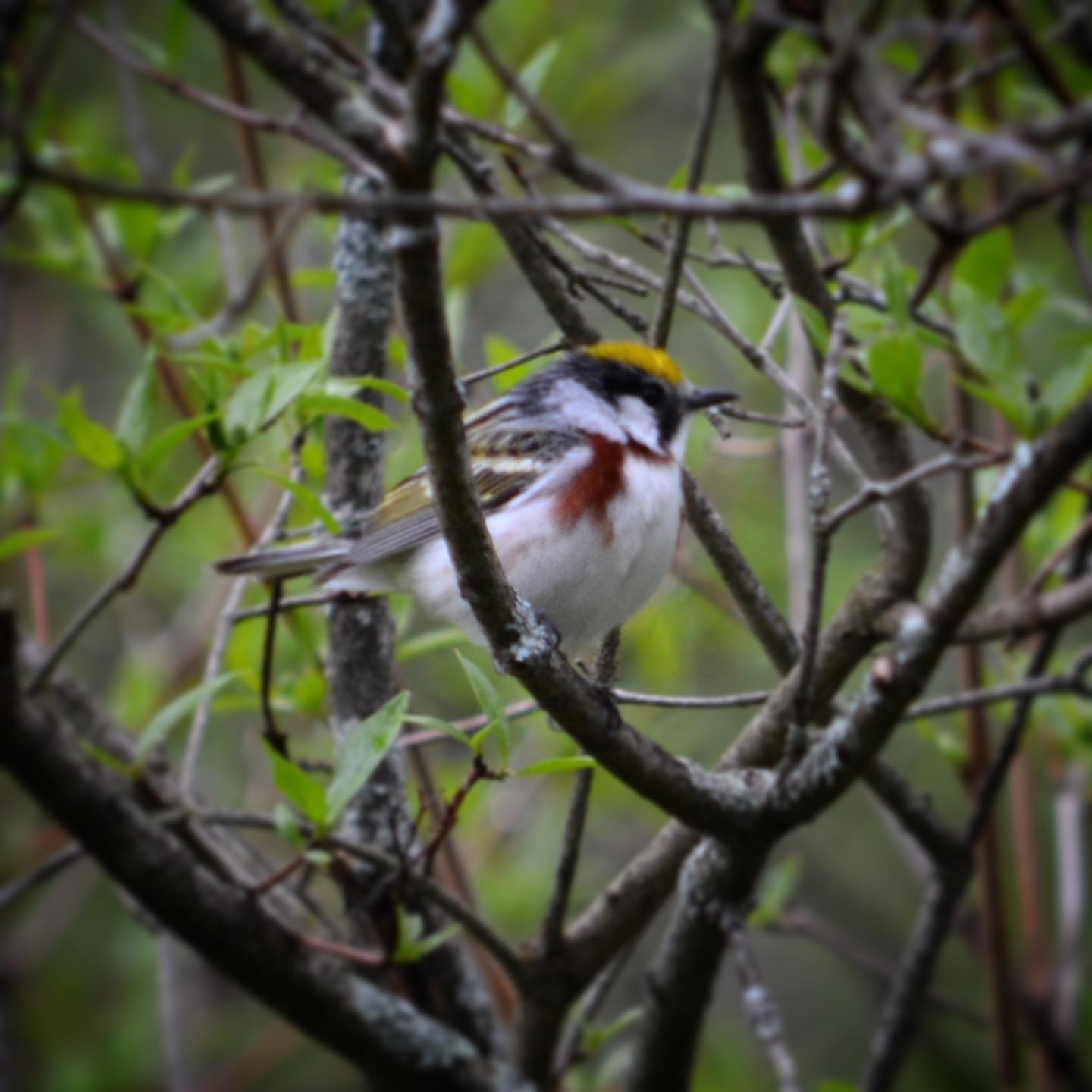 chestnut sided warbler by Erin Talmage