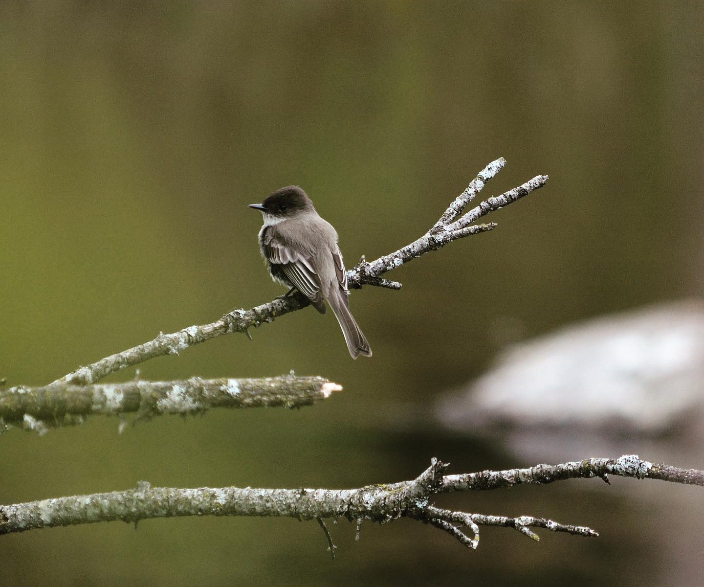 Eastern Phoebe on a bare branch