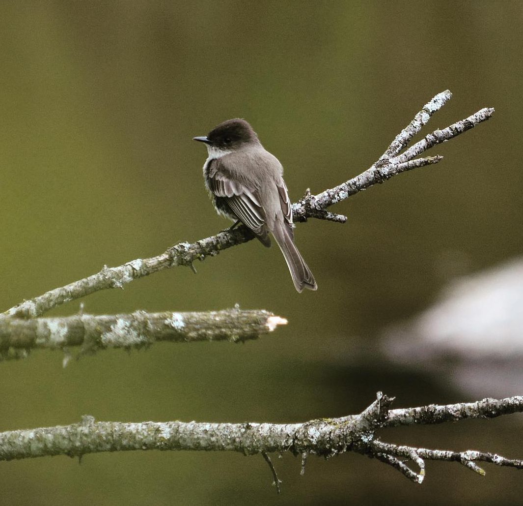 Eastern Phoebe on a bare branch