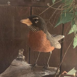 American Robin (carved in wood) looks at viewer with its left eye. It is posed standing on a piece of driftwood.
