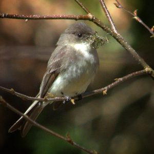 Eastern Phoebe (small gray and white songbird), holding nesting material while perched on thin twig. Photo copyright 2020 Morgan Barnes and used with permission.