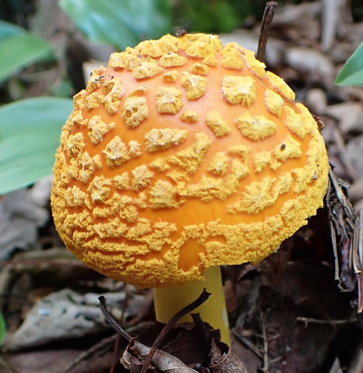 Orange-topped mushroom with light orange "cloud-like" bulges on the dome-shaped cap.