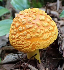 Orange-topped mushroom with light orange "cloud-like" bulges on the dome-shaped cap.