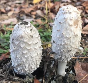 Pair of inky cap mushrooms: a whitish mushroom with a shaggy high-domed cap. Photo by Erin Talmage and used with permission. Photographed in fall in Vermont.