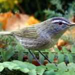 Woodcarving of red-eyed vireo, life size in profile, posed standing in ferns with autumn-tined leaves as a blurry background