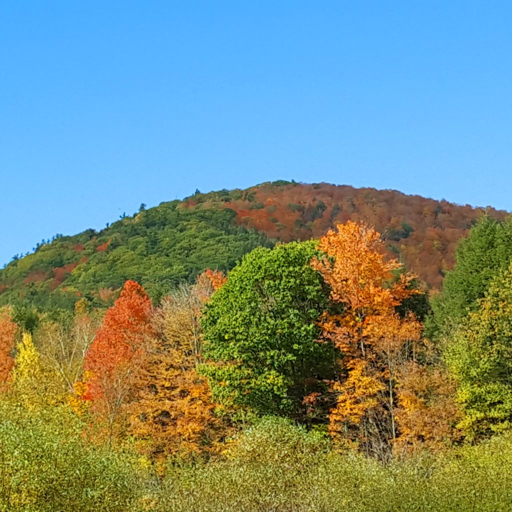 hill in fall colors with more trees in foreground
