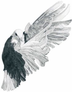 Pencil drawing of dove in flight by Rachel MIrus. Used by permission.