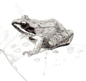 pencil drawing of wood frog (facing to the left, mostly in profile), by Rachel Mirus. Shown by permission.