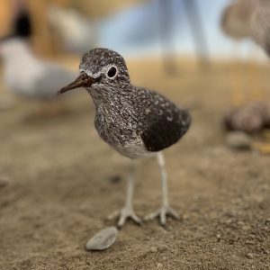 Woodcarving of a Solitary Sandpiper (Borwn and white bird with light grey legs and white eye ring), on sand. There isa a small gray pebble in the foreground and blurry partial images of birds in the background. Carved by Ingrid Riga Rhind.