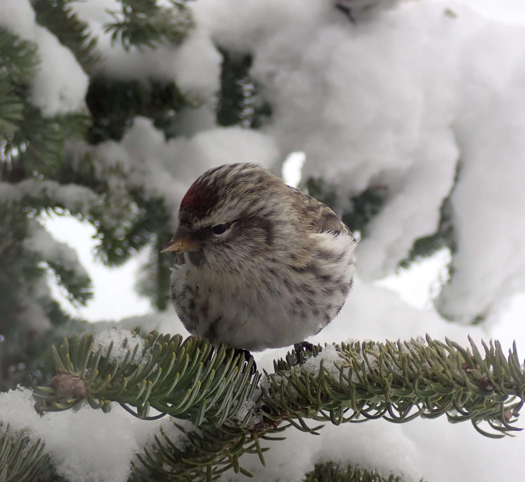 Redpoll (small brown and white bird with reddish patch on forehead, type of finch) perches on a snowy spruce branchlet.