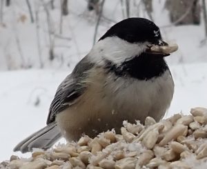 Black-capped chickadee eating a sunflower seed. Chickadee perches on a pile of hulled sunflower seeds in winter; a few snowflakes show on the bird's black feathers.