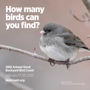 Dark-eyed Junco (a small gray and white songbird) on a bare twig. Text in the image reads "How many birds can you find? 26th Annual Great Backyard Bird Count February 17-20, 2023 birdcount.org Dark-eyed Junco photo courtesy of the Macauley Library"
