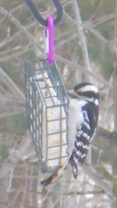 Downy woodpecker (A small black and white bird) on suet in winter. Photo by Erin Talmage and used with permission.