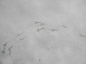 small songbird (Junco or Chickadee) tracks in snow
