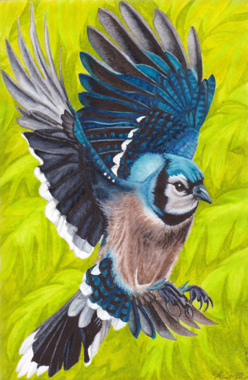 Illustration of Blue Jay in flight on a green and yellow leafy-textured background.
