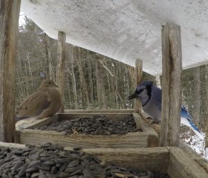 A Mourning Dove and a Blue Jay face each other across of platform containing black oil sunflower seeds.
