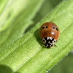 Two-spotted Lady Beetle —a small red beetle with two black spots on each wing covering—on a plant stem, facing the viewer. Photo by Julia Pupko and used with permission.