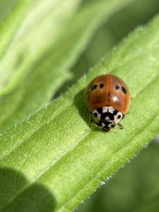 Two-spotted Lady Beetle —a small red beetle with two black spots on each wing covering—on a plant stem, facing the viewer. Photo by Julia Pupko and used with permission.