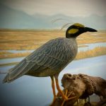 Life-size wood carving of a Yellow-crowned Night Heron. Appears to be perched on a branch in a wetland. Background is a painted landscape showing Lake Champlain wetland with grasses, looking west to the Adirondacks.