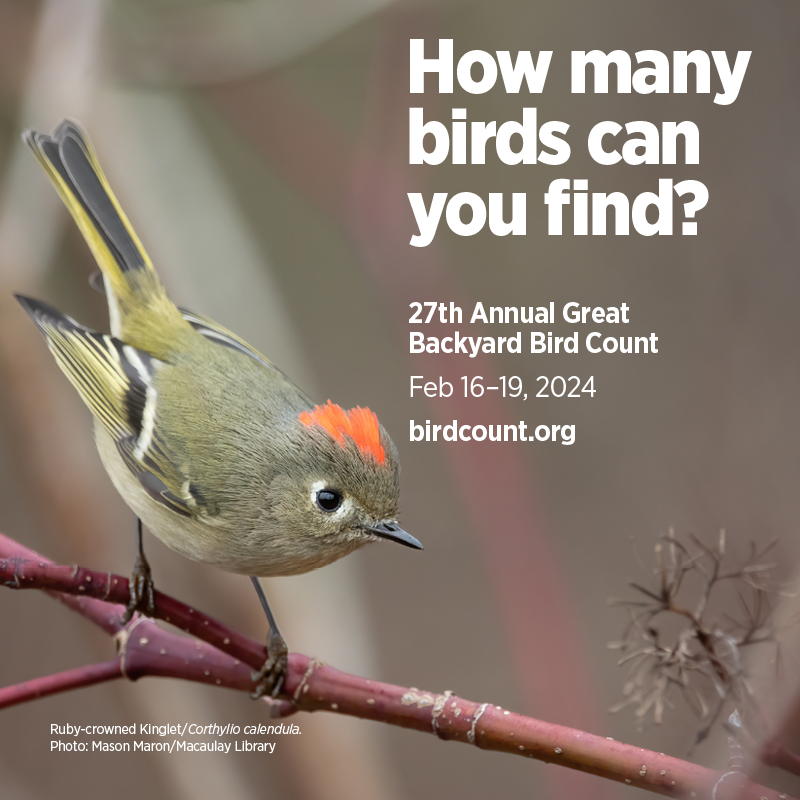 Ruby-Crowned Kinglet (a small olive warbler with red crown and black-and white on wings) on a bare twig. Text in the image reads "How many birds can you find? 27th Annual Great Backyard Bird Count February 16-19, 2024 birdcount.org Ruby-crowned Kinglet Photo: Mason Maron / Macauley Library"