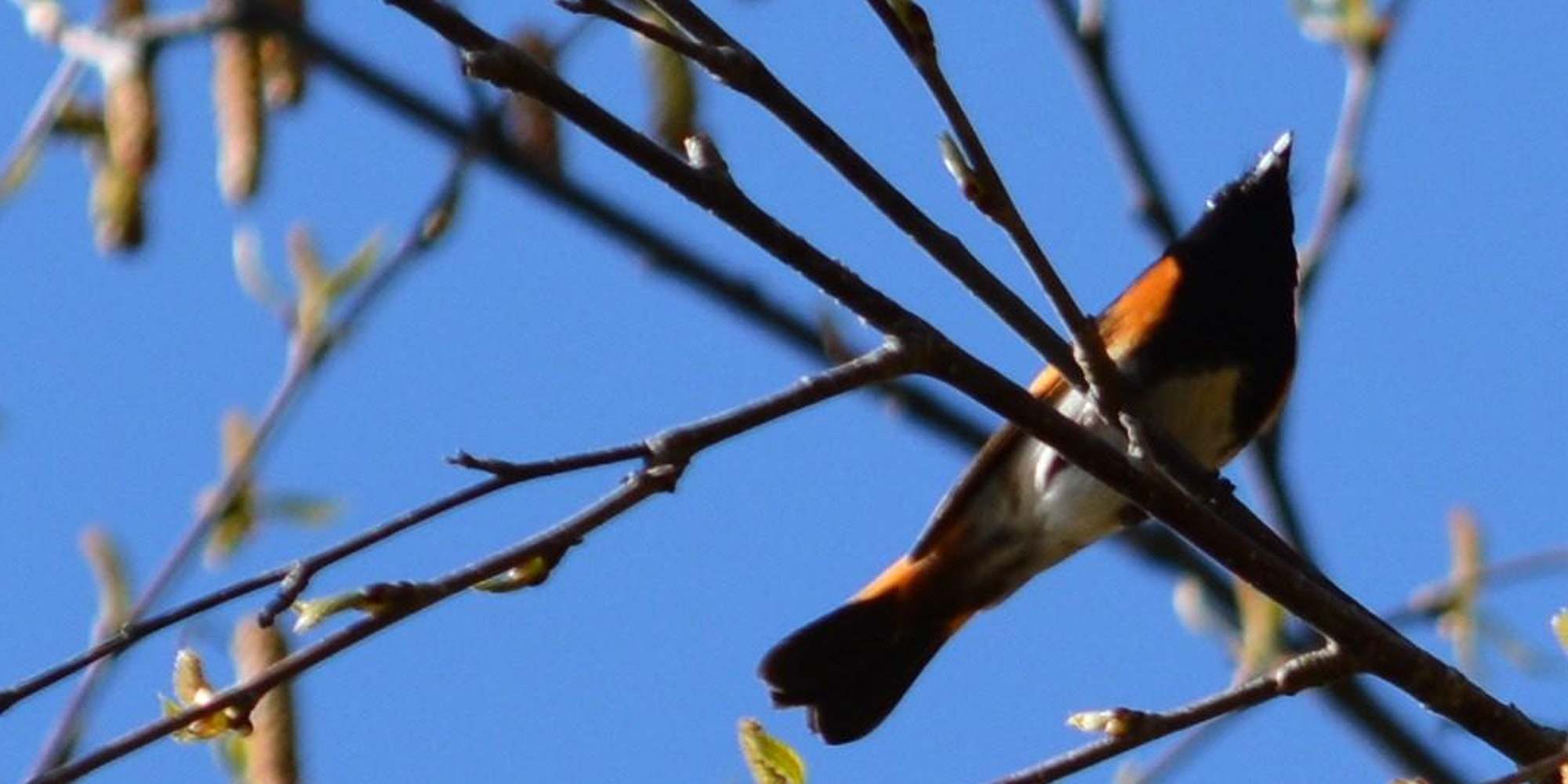 American Redstart male from below: an orange, white and black songbird with a white belly, seen from below while perched on small tree branches. Seen from below against a bright blue sky.