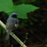Black-throated Blue Warbler seen from back: a small bird with a black face mask, a blue hood and shoulders, gray wings, blue tail. (The wings could appear blue in other lighting conditions.) The bird is on a small maple branch, with two green leaves visible behind the bird's head and a dark (shadowed) background.