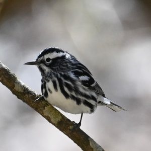 Black and WHite Warbler, photographed by Hans Nedde; copyright © 2024 and used with permission. A small bird with black and white patterned plumage and a narrow pointed black beak. It has a black cap, white brow line, and white belly, as well as black-and-white sides, flanks, wings. It is perched on a twig, and the background is a mottled pale white-gray-green (as if out of focus).