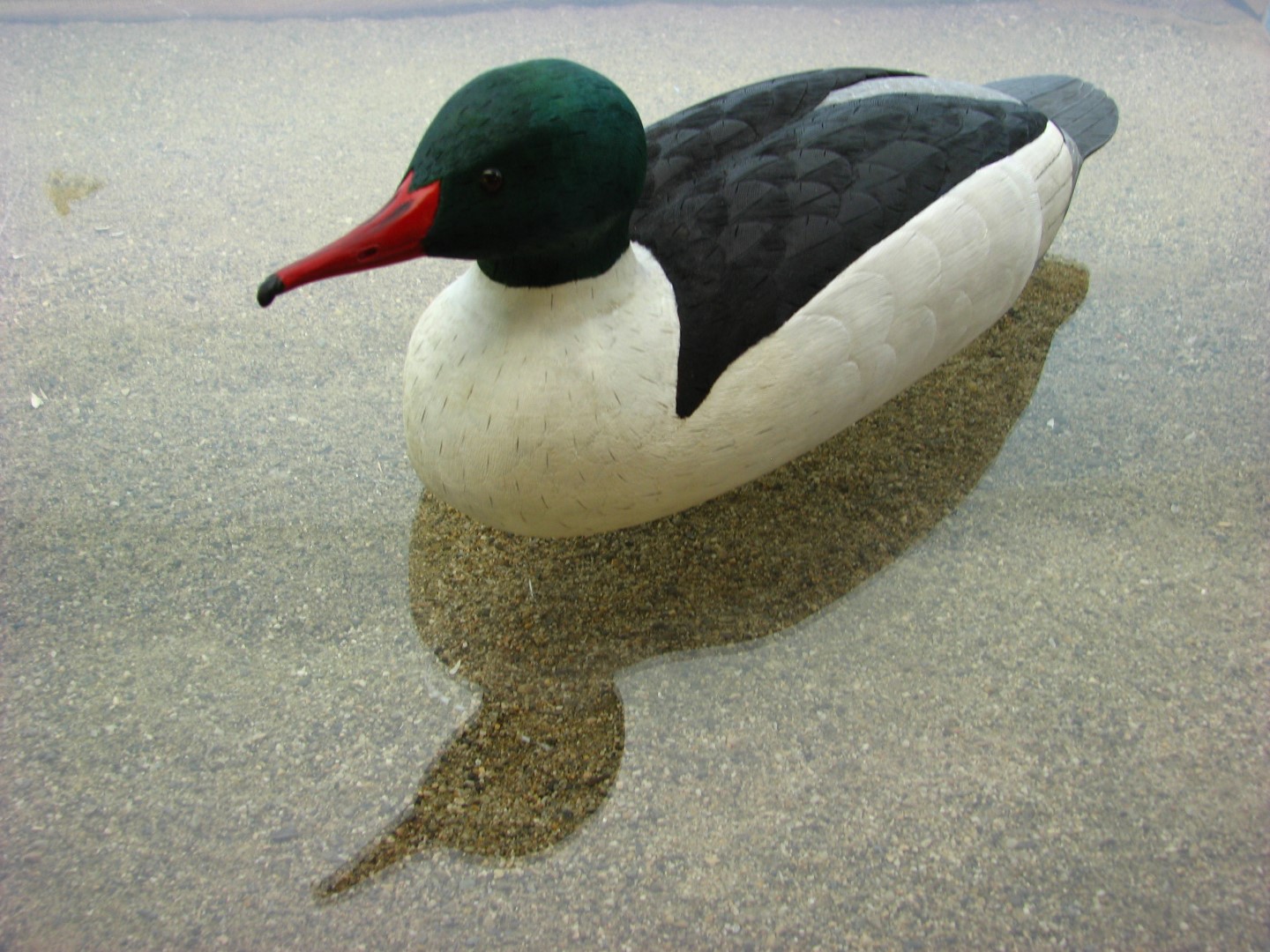 A wood carving of a male Common Merganser. This waterfowl has a long, narrow red bill, a very dark green head, a black back and tail, and a white breast and flanks. It appears to be swimming toward the viewer's lower left, and its reflection is visible beneath it. It is actually resting on clear plexiglass with sand underneath, to give the illusion of still, shallow lake water. This bird was carved by Dick Allen, and donated to the Birds of Vermont Museum in 2016.