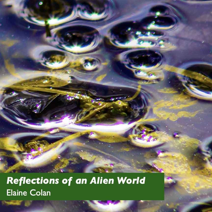 A photograph showing bubbles on the surface of a puddle. The colors are purples, whites, and yellows, suggesting the different wavelengths that some birds can see. Title: Reflections of an Alien World. Photograph by Elaine Colan. Copyright © 2024 and used with permission. #PowerOfPerspective