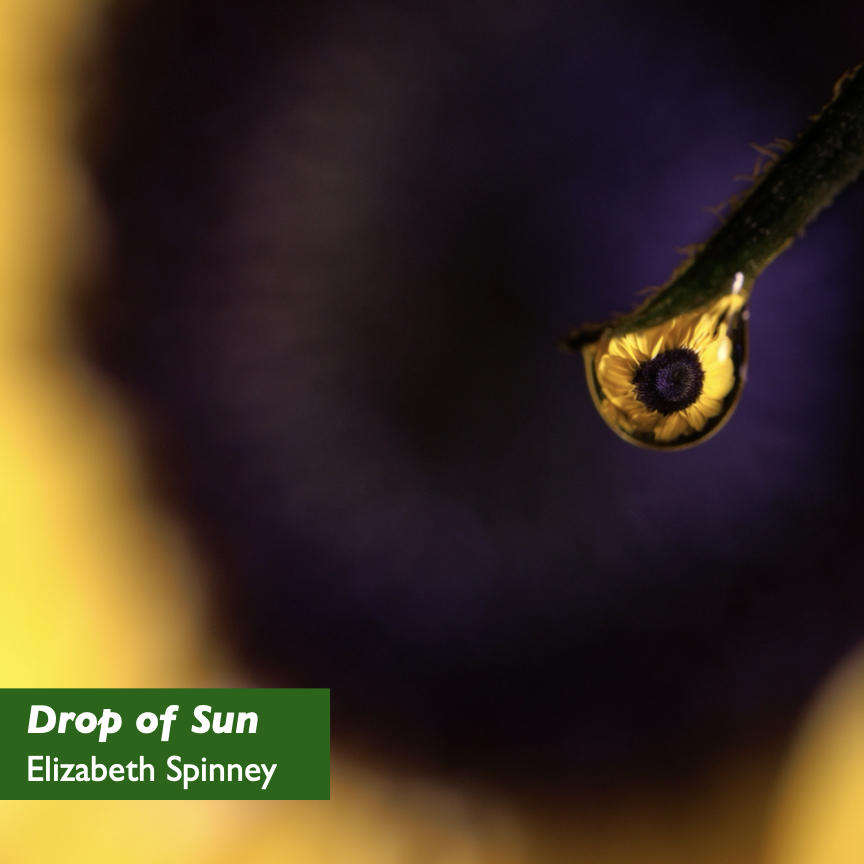 A sunflower is reflected in a drop of water. The sunflower itself can be seen, blurred, behind the drop. An excerpt of of a photograph by Elizabeth Spinney. Copyright © 2024 and used with permission. #PowerOfPerspective