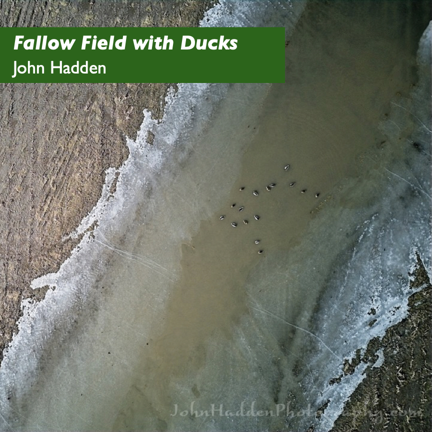 Aerial photograph showing a fallow winter fields. Tiny specks are ducks, seen from above. Title: Fallow Field with Ducks. Aerial photography by John Hadden. Copyright © 2024 and used with permission.