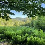 A green June Vermont landscape showing a tree branch at the top, shading the viewer, then a meadow of ferns in the fore- and midground, with forest in the background, and a forested hill beyond that. Photo by Erin Talmage for the Birds of Vermont Museum, and used with permission.