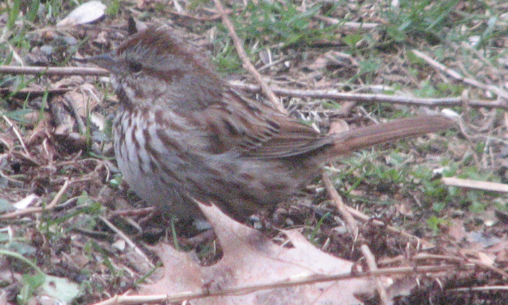 A small brown and gray sparrow with a streaky breast. (Most likely a Song Sparrow.)