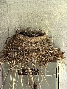 The head of a robin is barely visible above the rim of a mud-and-grasses nest built on an electrical or phone system box on the exterior of a building.