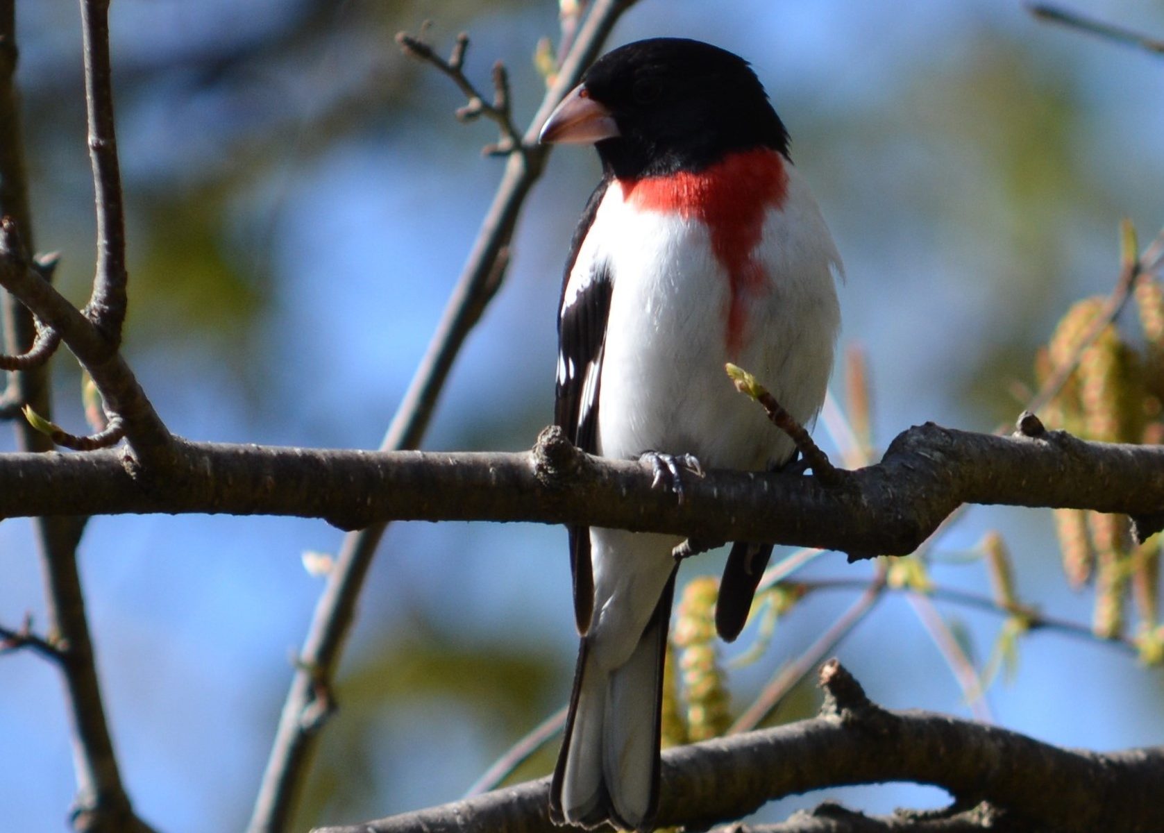 Rose-breasted Grosbeak male: a chunky songbird with a black head, a pinkish-read "bib-and-tie" and a white chest and belly. Her his perched on a branch facing the viewer, although his head is turned to his right. Other thin branches are visible, and a bright blue sky is behind him.