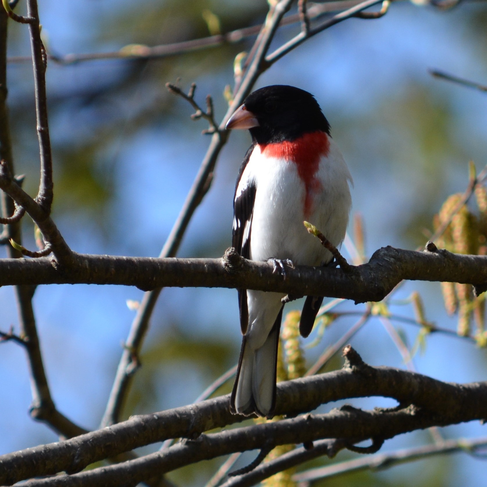 Rose-breasted Grosbeak male: a chunky songbird with a black head, a pinkish-read "bib-and-tie" and a white chest and belly. Her his perched on a branch facing the viewer, although his head is turned to his right. Other thin branches are visible, and a bright blue sky is behind him.
