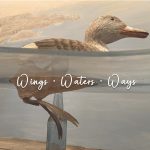 A woodcarving of a female Labrador Duck is viewed from underneath "water" as she "swims". She has light buffy brown plumage and an orangeish bill. The water surface is made of semi-transparent plexiglass. A pale mural of the Labrador coast is partially visible in the background. Lettering across the image says "Wings • Water • Ways".