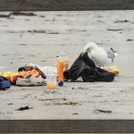 Photograph: An adult gull pulls at plastic trash on gray beach.