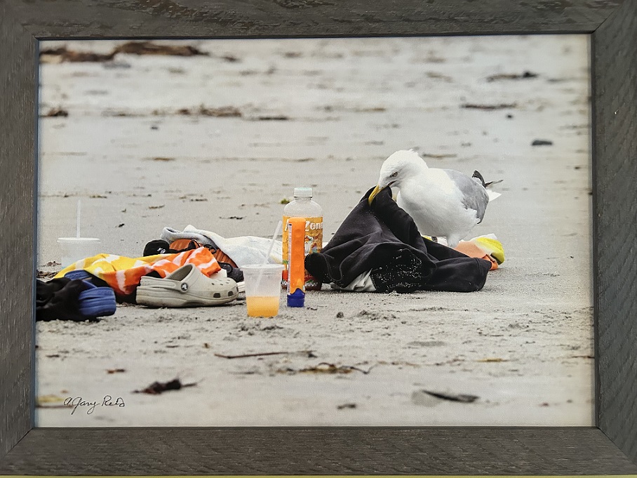 A gull pulls at a trash bag and other plastic items on a sandy beach. Photo copyright © A. Gary Reid and used with permission.
