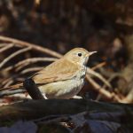 A Hermit Thrush stands in profile on a forest floor, with brown leaf litter around. It is a small brown songbird with a black eye and a grayish breast.