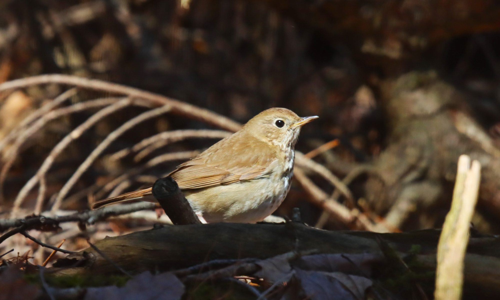 A Hermit Thrush stands in profile on a forest floor, with brown leaf litter around. It is a small brown songbird with a black eye and a grayish breast.